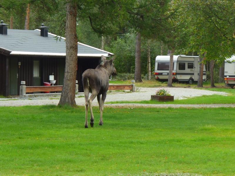 Furuly Camping Nordberg Kültér fotó